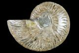 Agatized Ammonite Fossil (Half) - Madagascar #114918-1